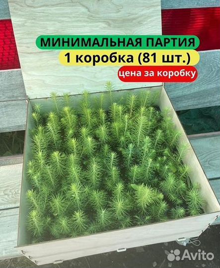 Сеянцы ели европейской зкс в розницу