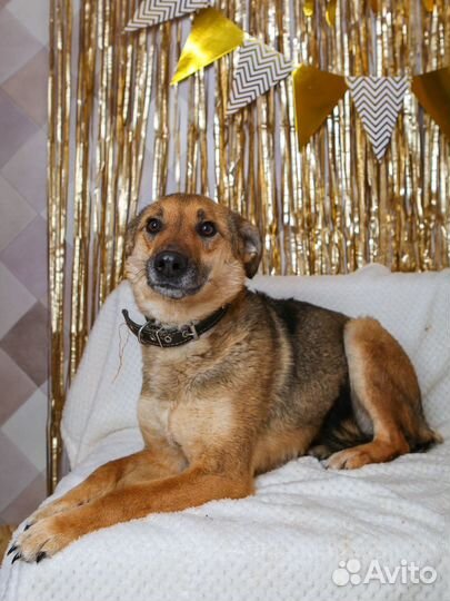 Собака-умница в добрые руки