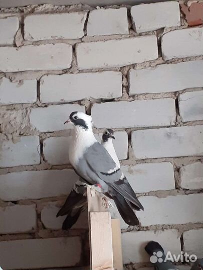 Голуби воронежские чистые Зоревые