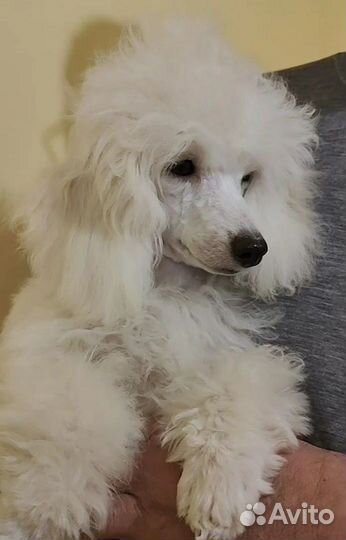 Пудельки мальчики белые 6 мес