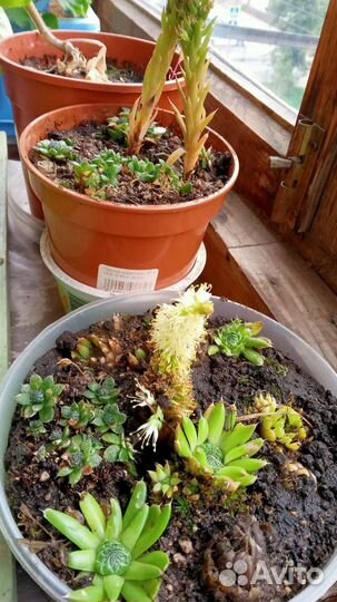 Суккуленты композиция