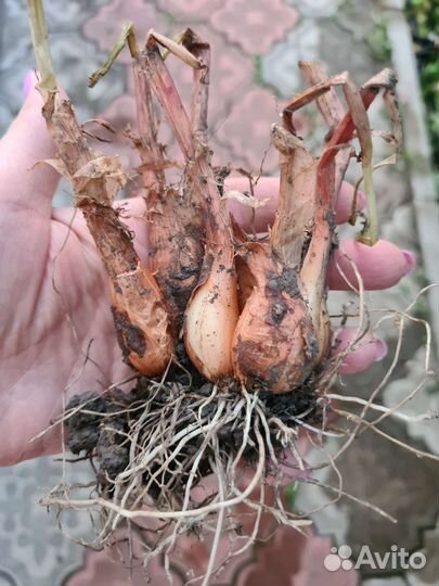 Лук луковицы морозостойкий