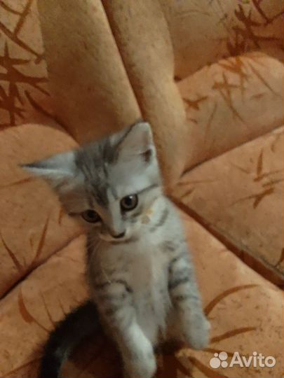 Котенок девочка