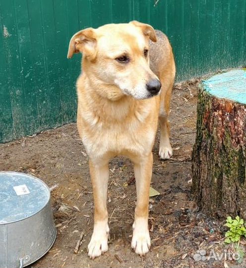 Добрая и умная Зося ищет дом