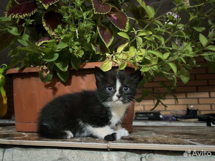 Кошечка в добрые руки