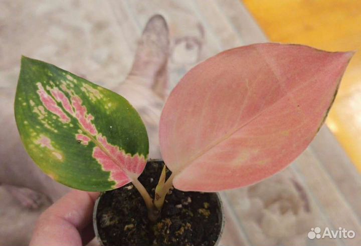 Красивые живые цветы комнатн., оформлю для подарка