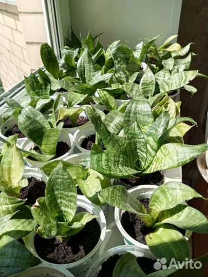 Сансевиерия