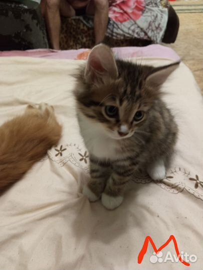 Котята в добрые руки даром