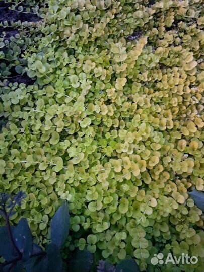 Неприхотливые цветы для сада