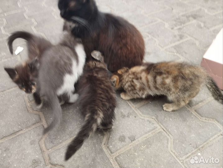 Кошки в добрые руки