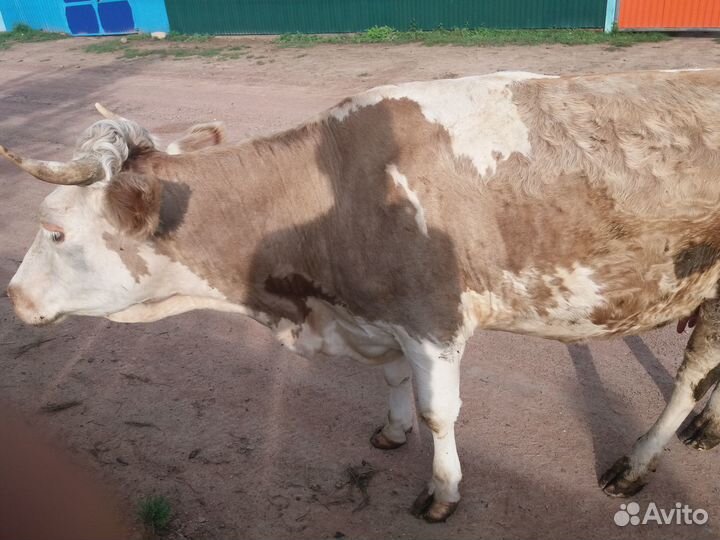 Продам корову