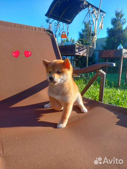 Мальчик сиба ину