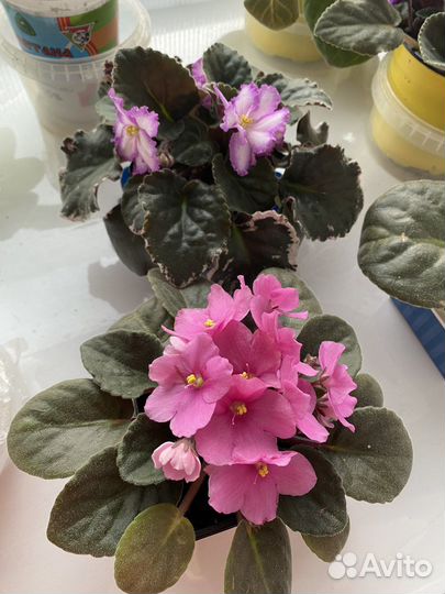 Комнатные цветы фиалки