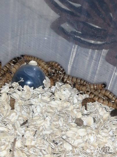 Насекомые кормовые