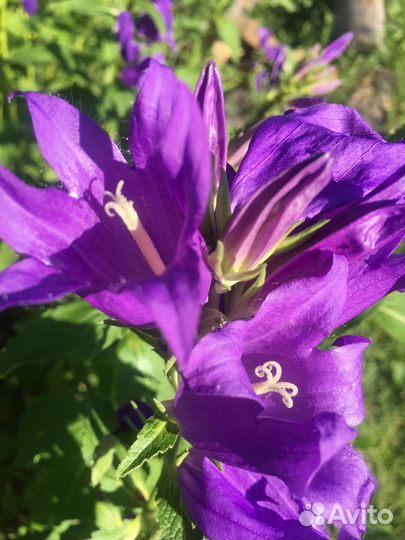 Колокольчик