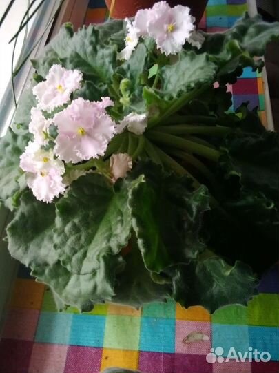 Фиалка в горшках 3 вида