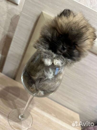 Померанский шпиц мини, микро