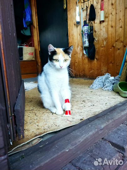 Трехцветная кошечка в добрые руки