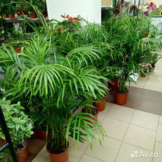 Пальма, калатея, шефлера, примула, виола