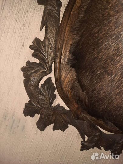 Лось (чучело)