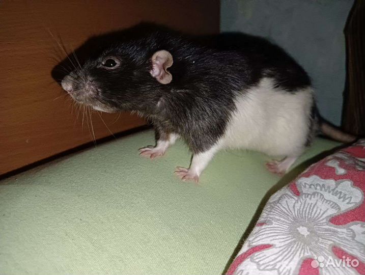 Крыса дамбо с клеткой