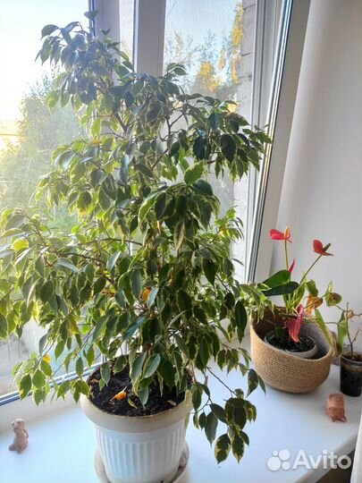 Фикус бенджамина