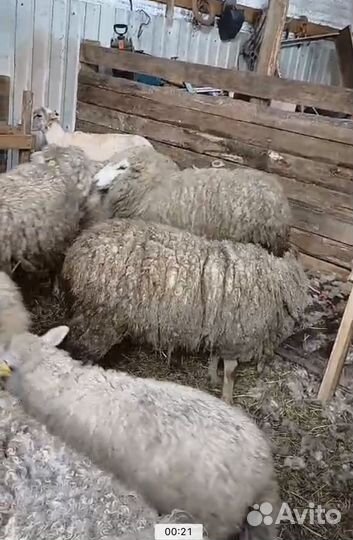 Баранья шерсть