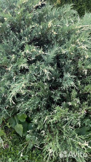 Можжевельник