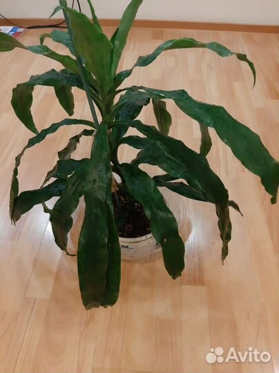 Драцена фрагранс душистая