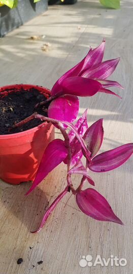 Традесканция зебрина