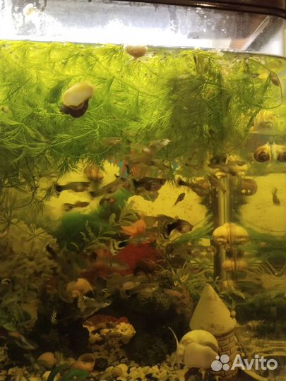 Гуппи, ампулярии