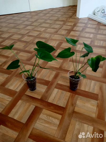 Антуриумы Принцесса Амалия