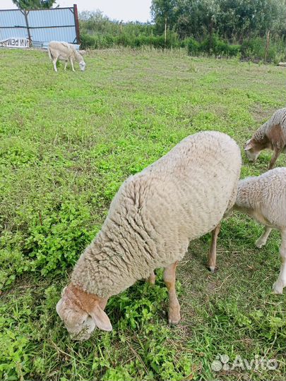 Катумские бараны,ярки