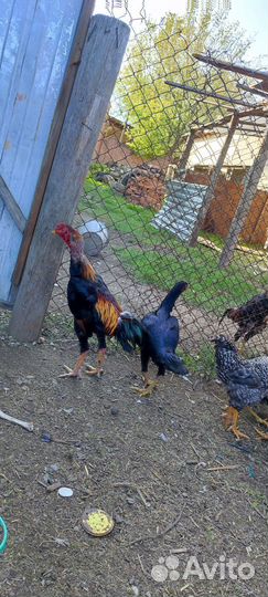 Бойцовый петух