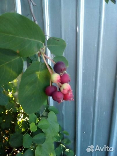 Саженцы черной смородины, ирги