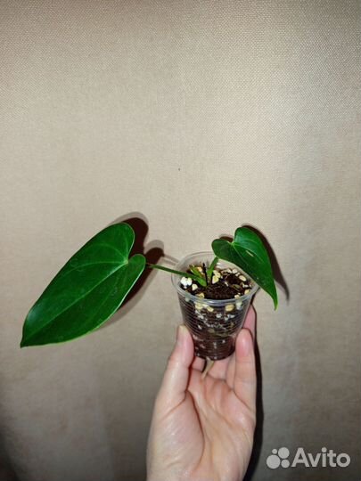 Антуриум Юта старый голландский сорт