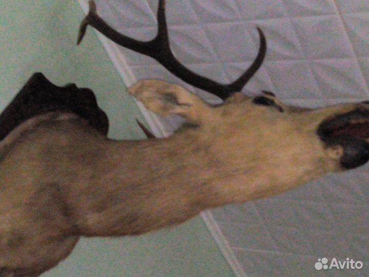 Продажа чучела головы оленя