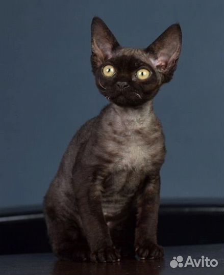 Котята девон-рекс