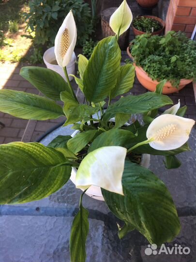 Спатефиллум цветок комнатный