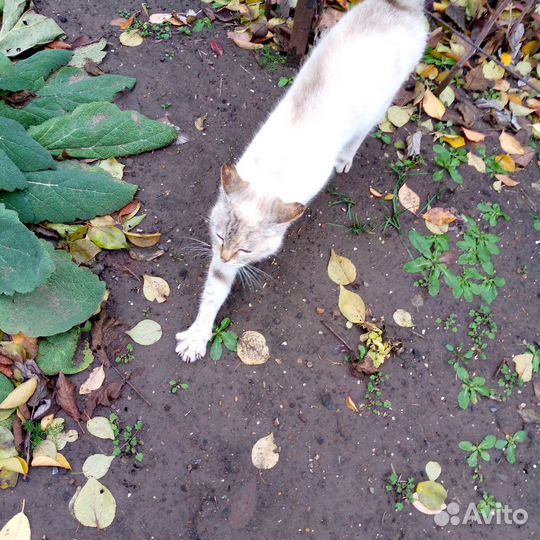 Пряная зелень