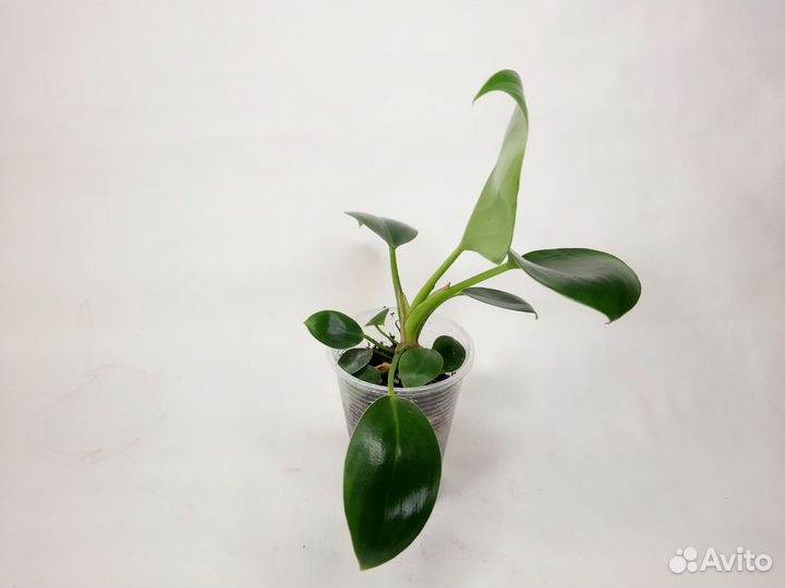 Филодендрон биркин