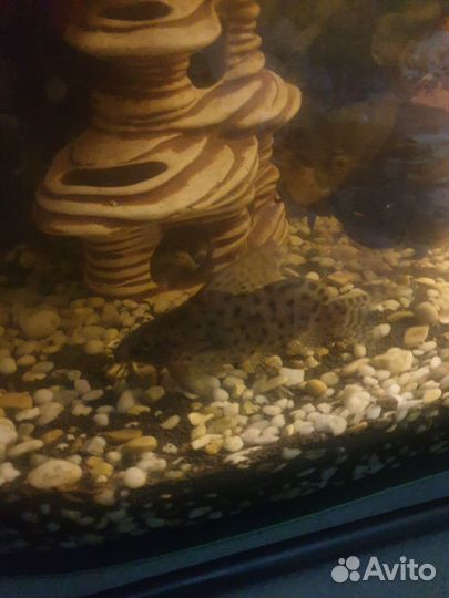 Аквариумные рыбки, сомы, попугаи, астрнотусы