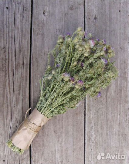 Чертополох мощный оберег