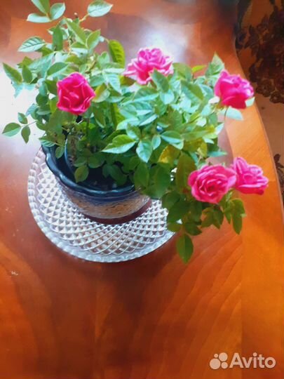 Миниатюрная цветущая роза для подарка