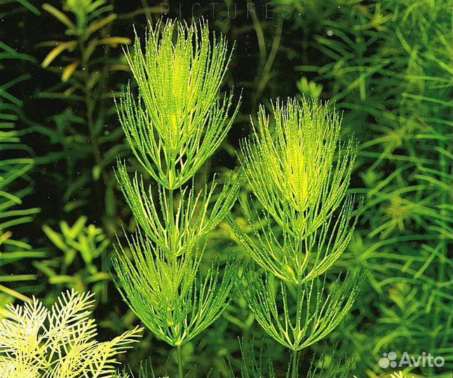 Роголистник в аквариум