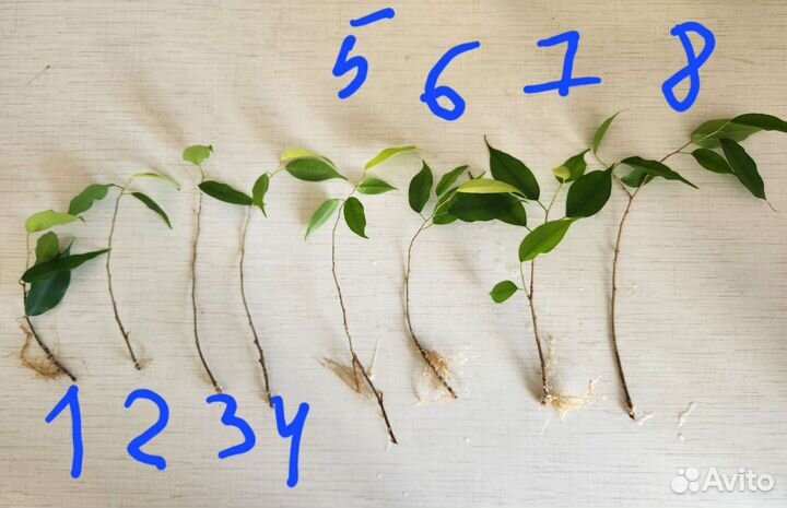 Фикус Бенджамина, отростки