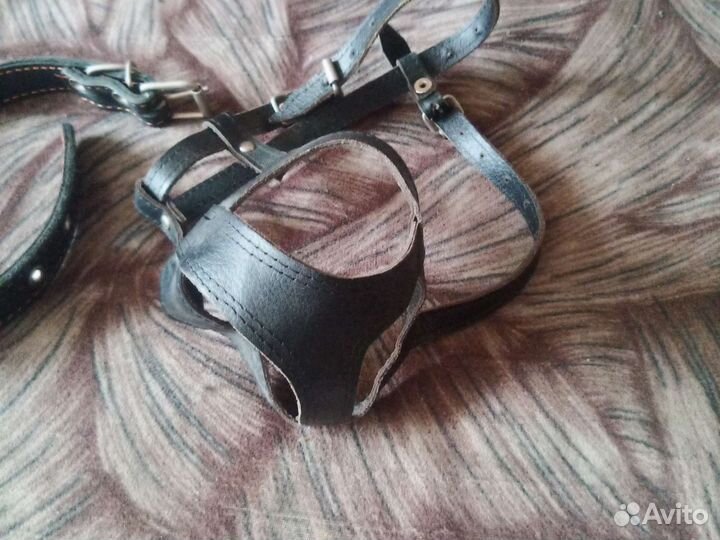 Ошейник для крупных собак и намордник