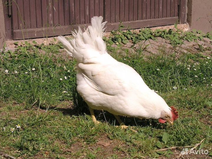 Куры Несушки, Бесплатная доставка