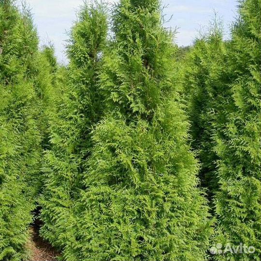 Саженцы туи в наличии