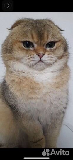 Шотландский кот на вязку (вислоухий)